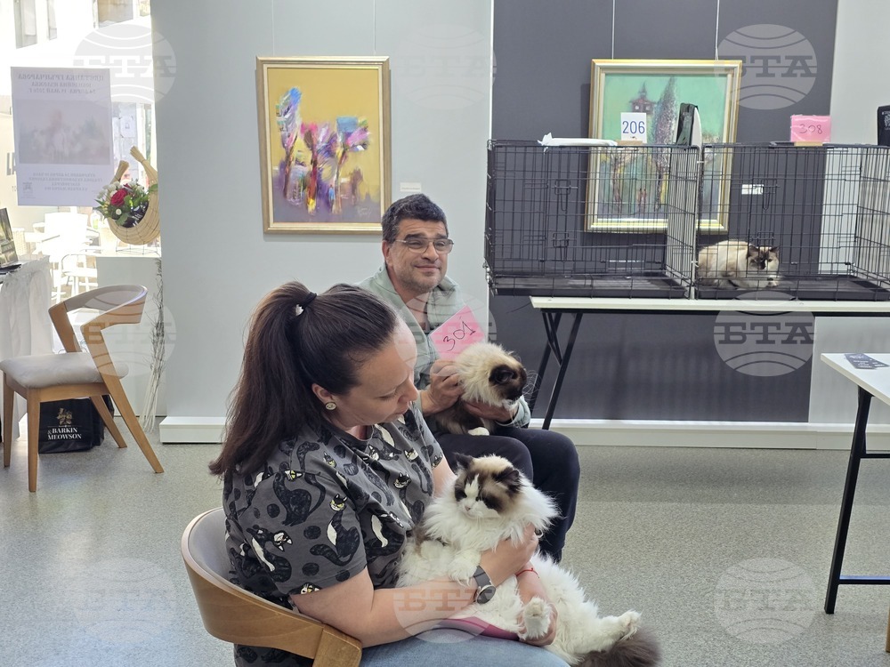 Благоевград - международна изложба на котки