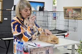 Благоевград - международна изложба на котки