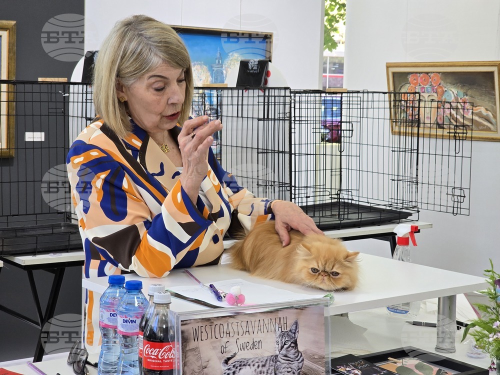 Благоевград - международна изложба на котки