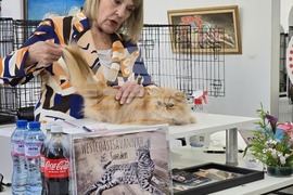 Благоевград - международна изложба на котки