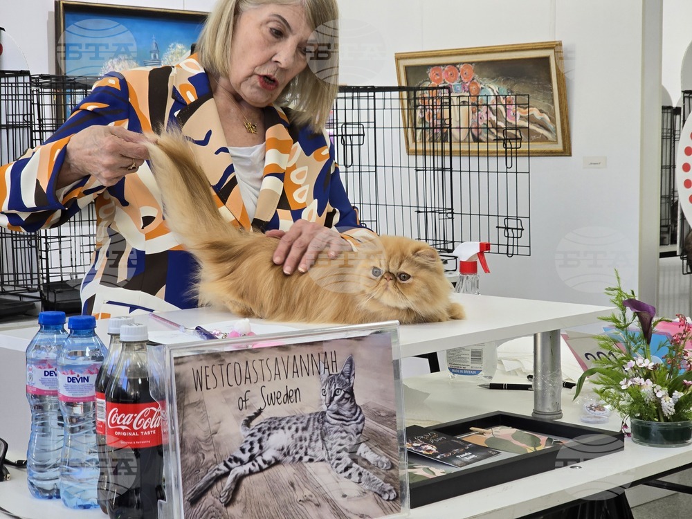 Благоевград - международна изложба на котки