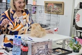 Благоевград - международна изложба на котки