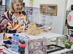 Благоевград - международна изложба на котки