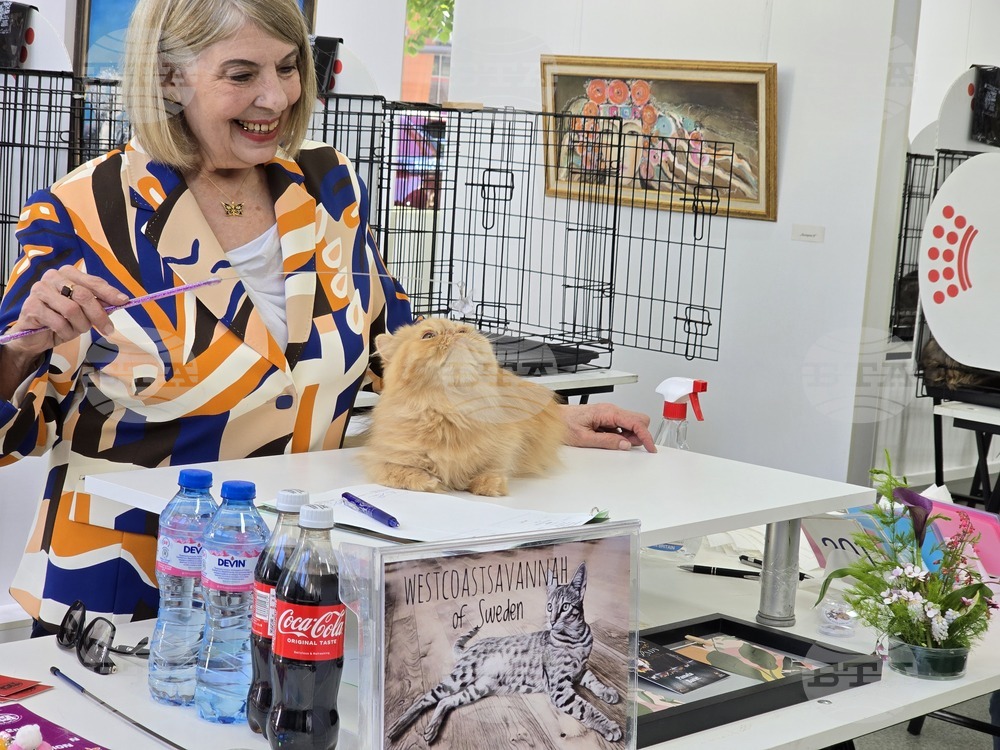 Благоевград - международна изложба на котки