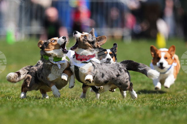 APTOPIX Czech Republic Corgi Run