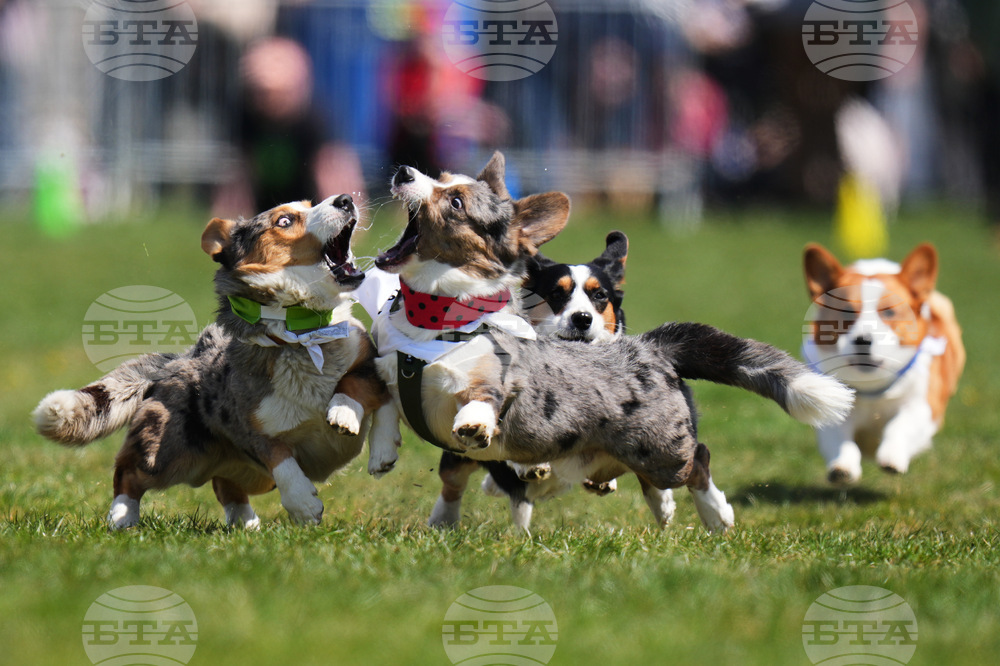 APTOPIX Czech Republic Corgi Run