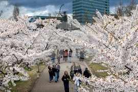 Lithuania Cherry Blossoms
