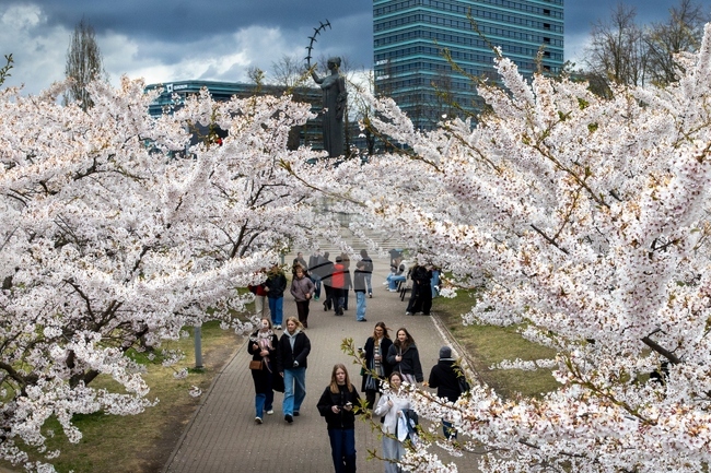 Lithuania Cherry Blossoms