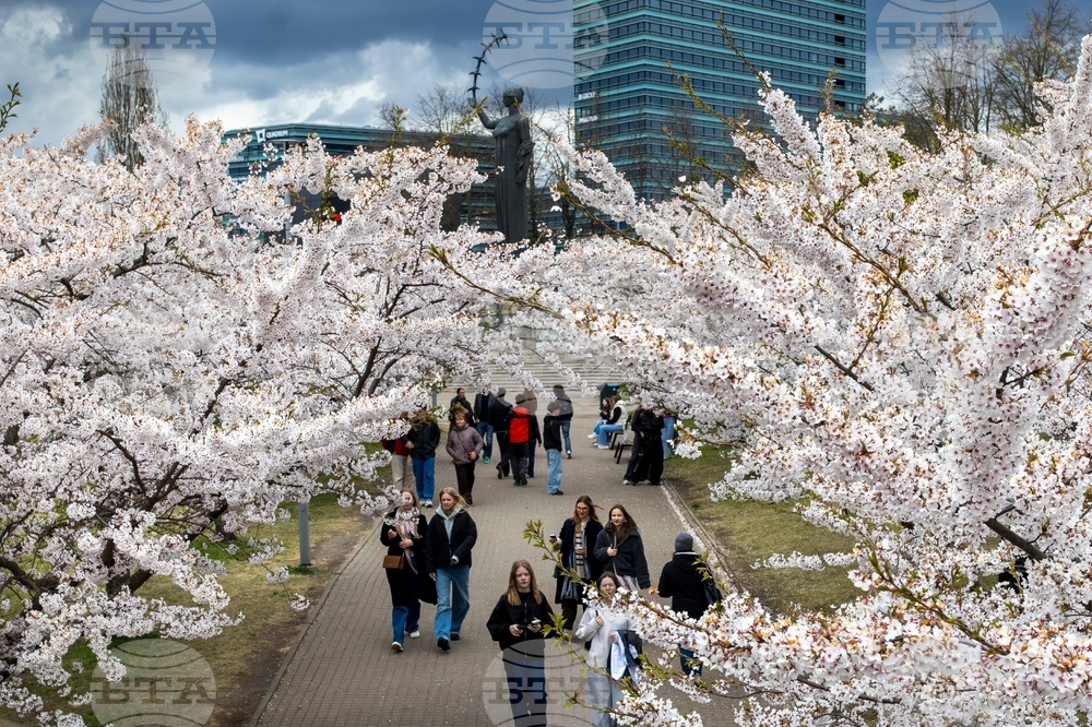 Lithuania Cherry Blossoms