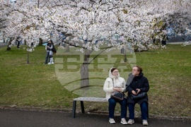 Lithuania Cherry Blossoms