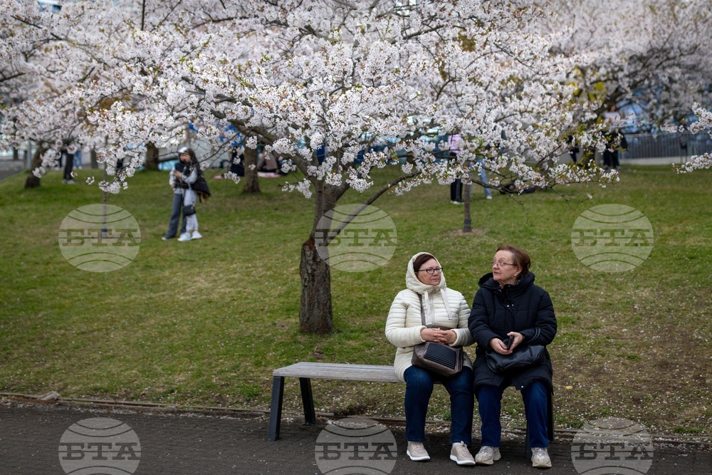 Lithuania Cherry Blossoms