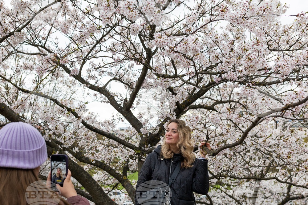 Lithuania Cherry Blossoms