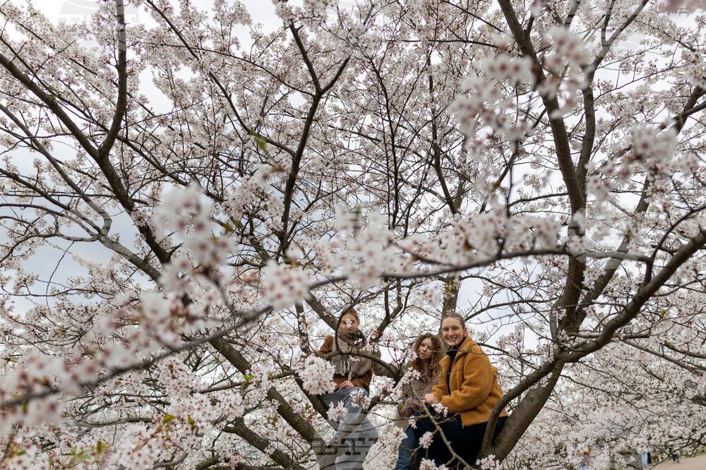 Lithuania Cherry Blossoms