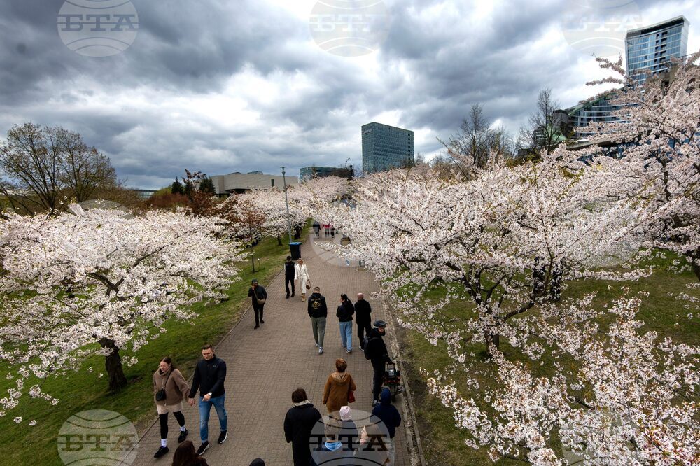 Lithuania Cherry Blossoms