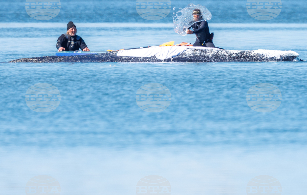 Germany Whale Rescue