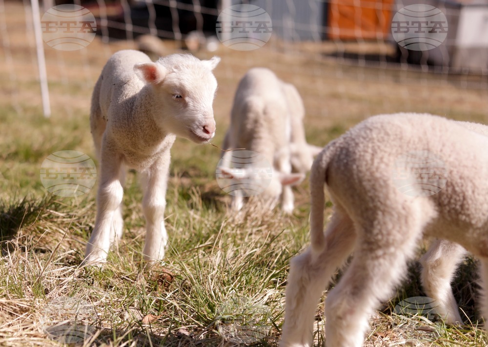 US Sheep Sextuplets Vermont