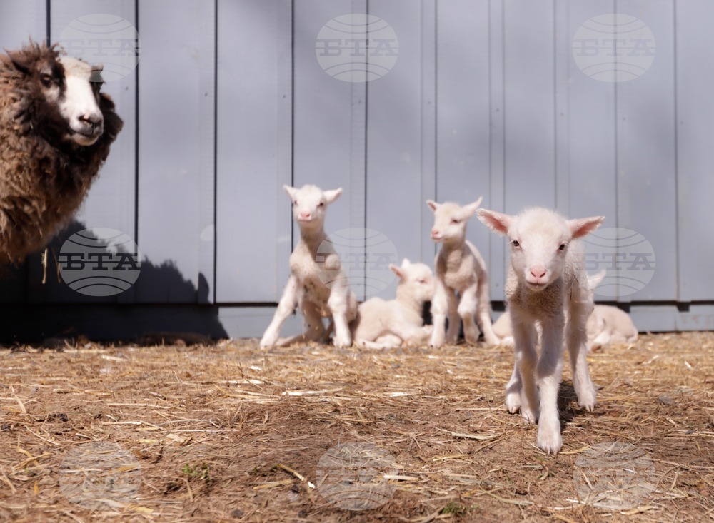 US Sheep Sextuplets Vermont