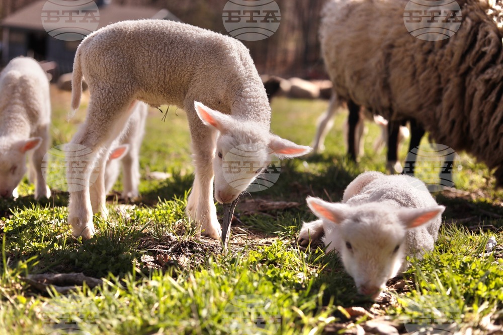 US Sheep Sextuplets Vermont