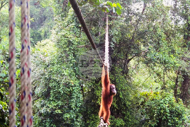 Indonesia Orangutans