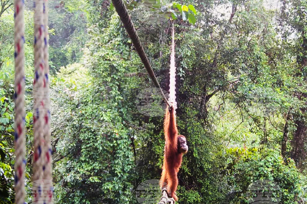 Indonesia Orangutans