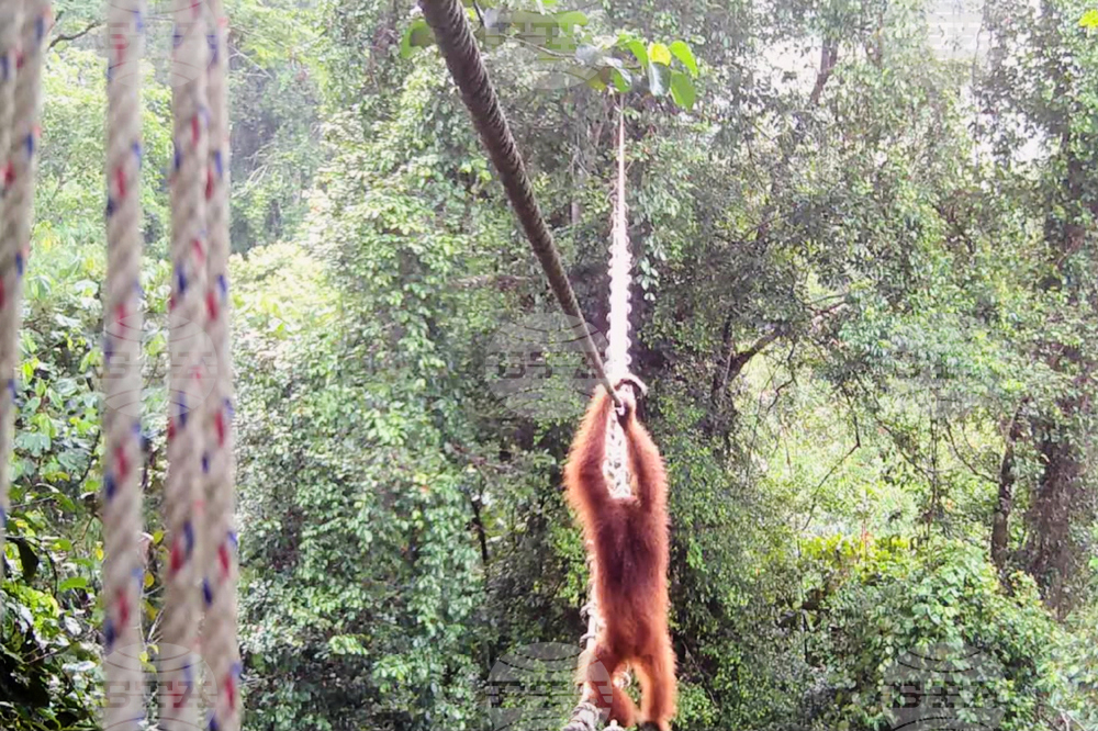 Indonesia Orangutans
