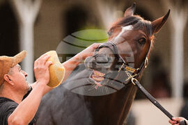 Kentucky Derby Horse Racing
