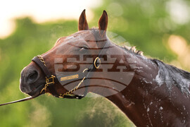 Kentucky Derby Horse Racing