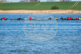 Germany Whale Rescue