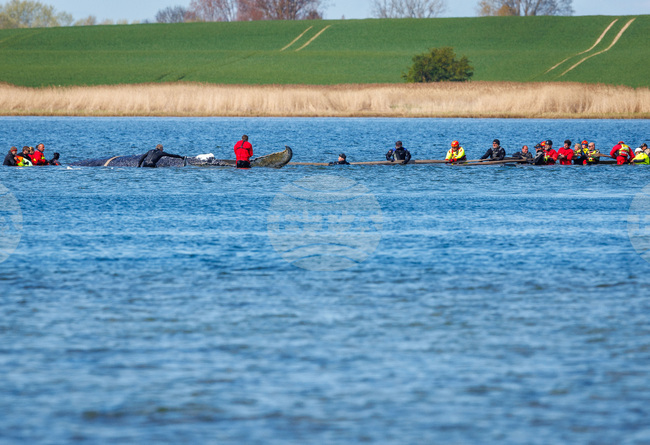 Germany Whale Rescue