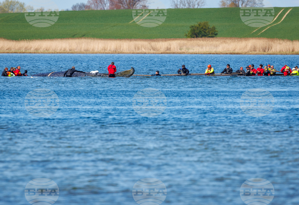 Germany Whale Rescue