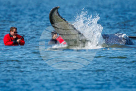 Germany Whale Rescue