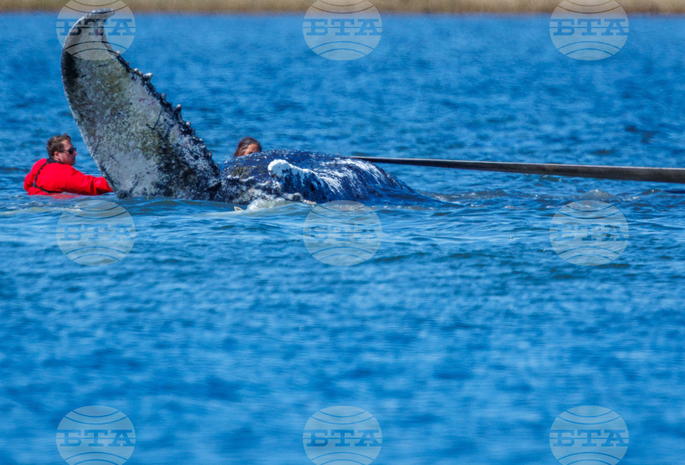 Germany Whale Rescue