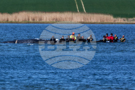 Germany Whale Rescue