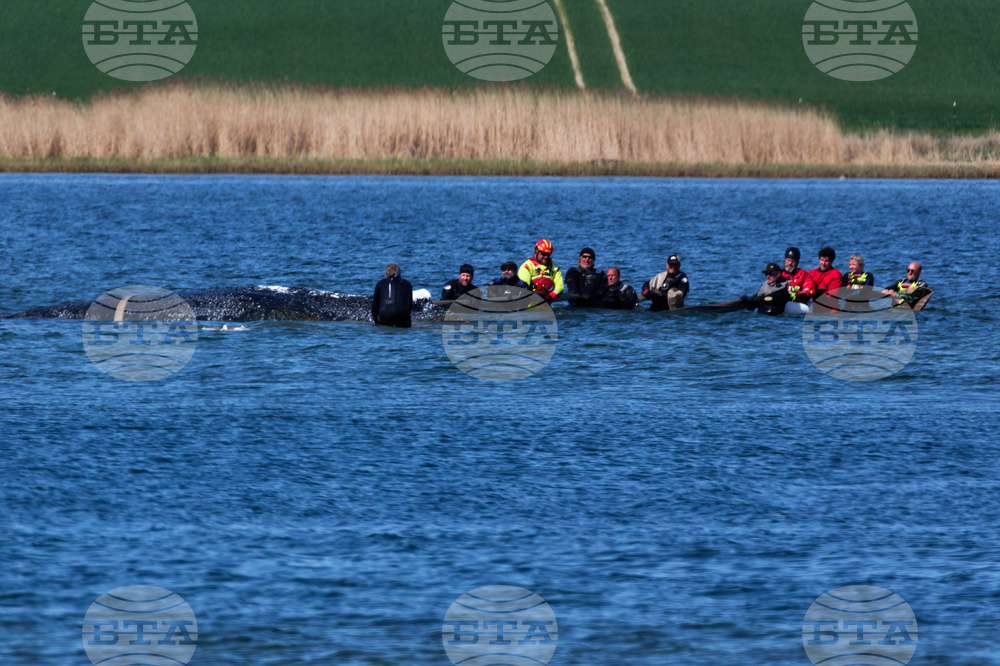 Germany Whale Rescue