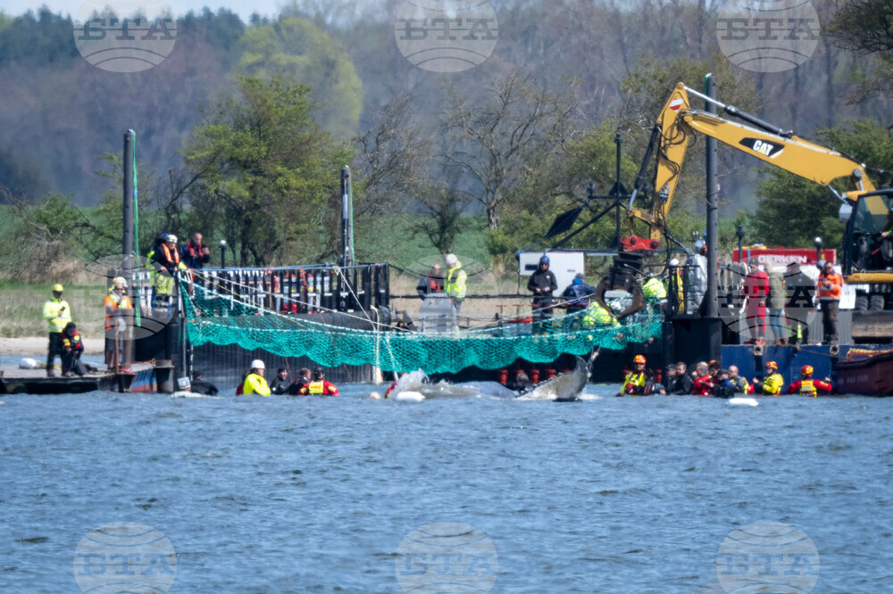 Germany Whale Rescue