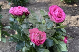 Казанлък - „Пътят към короната“- Царица Роза