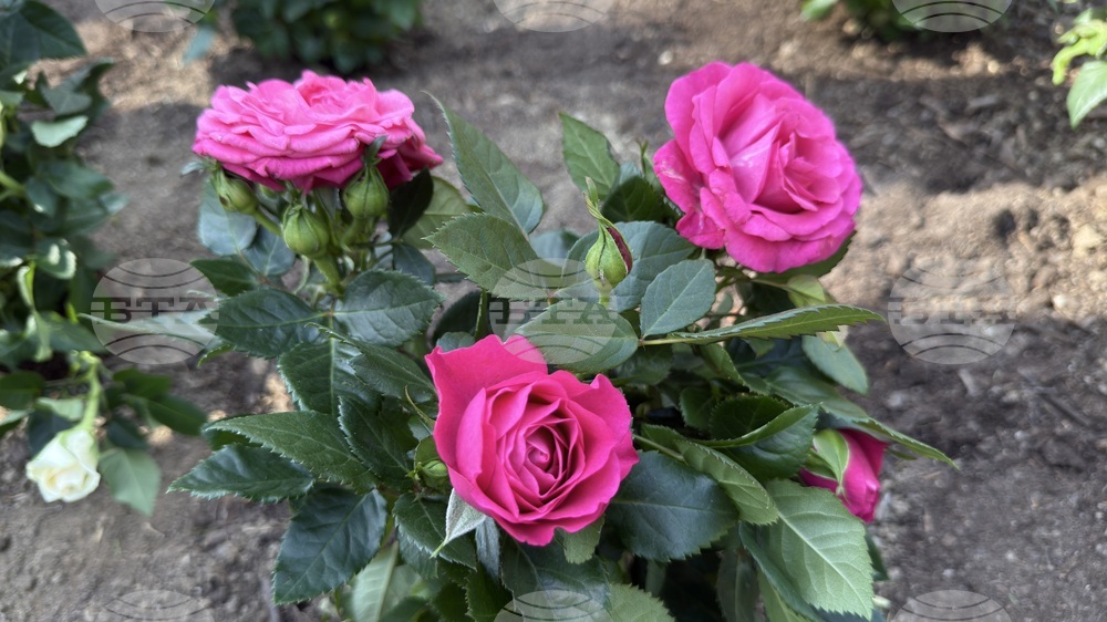 Казанлък - „Пътят към короната“- Царица Роза