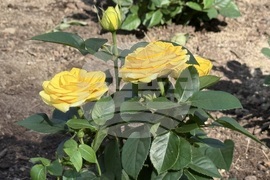 Казанлък - „Пътят към короната“- Царица Роза