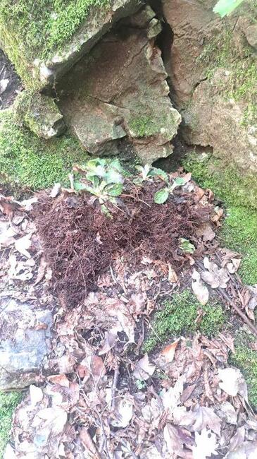 РИОСВ – Пловдив установи щети върху находище на силивряк край село Горнослав