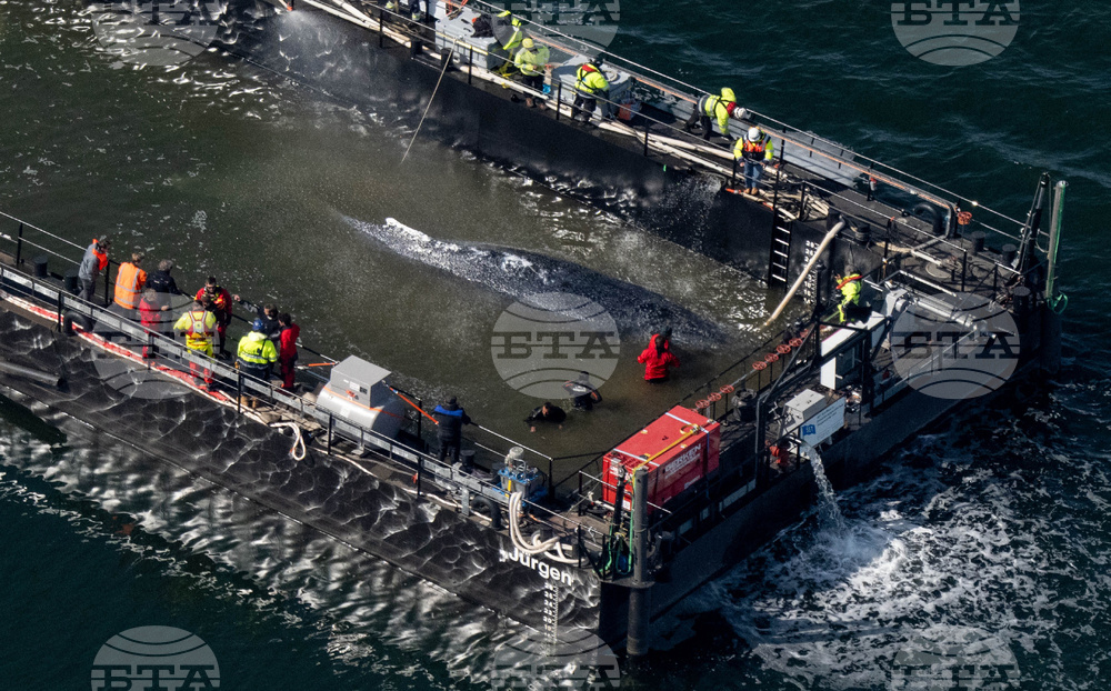 Germany Whale Rescue