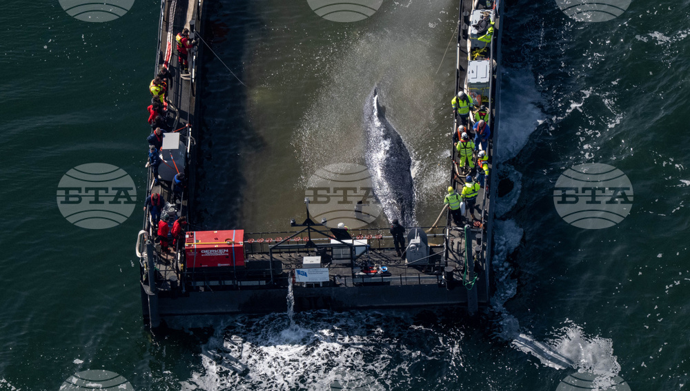 Germany Whale Rescue