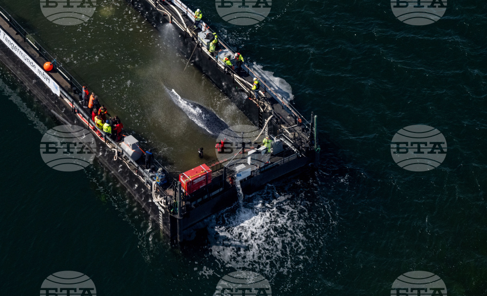 Germany Whale Rescue