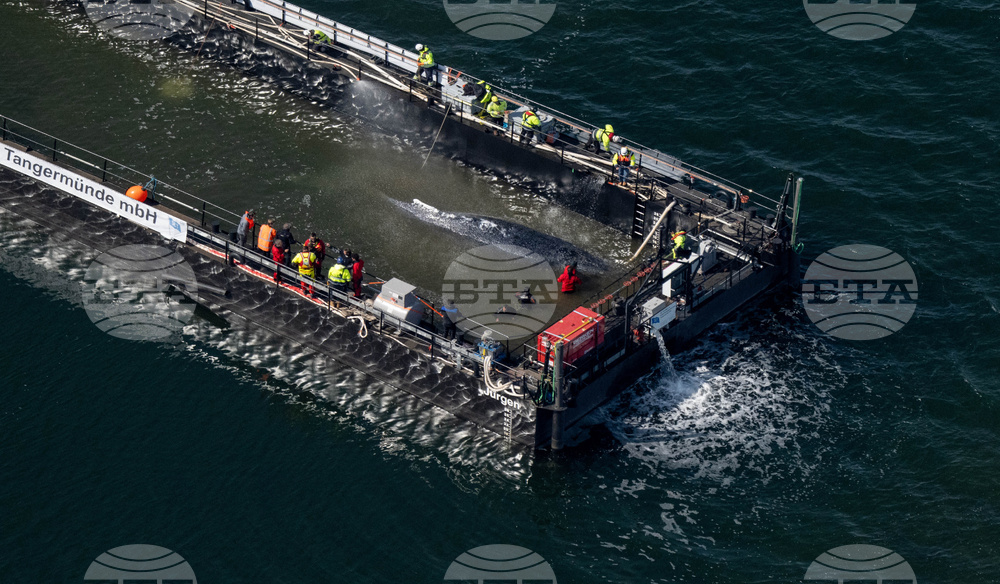 Germany Whale Rescue