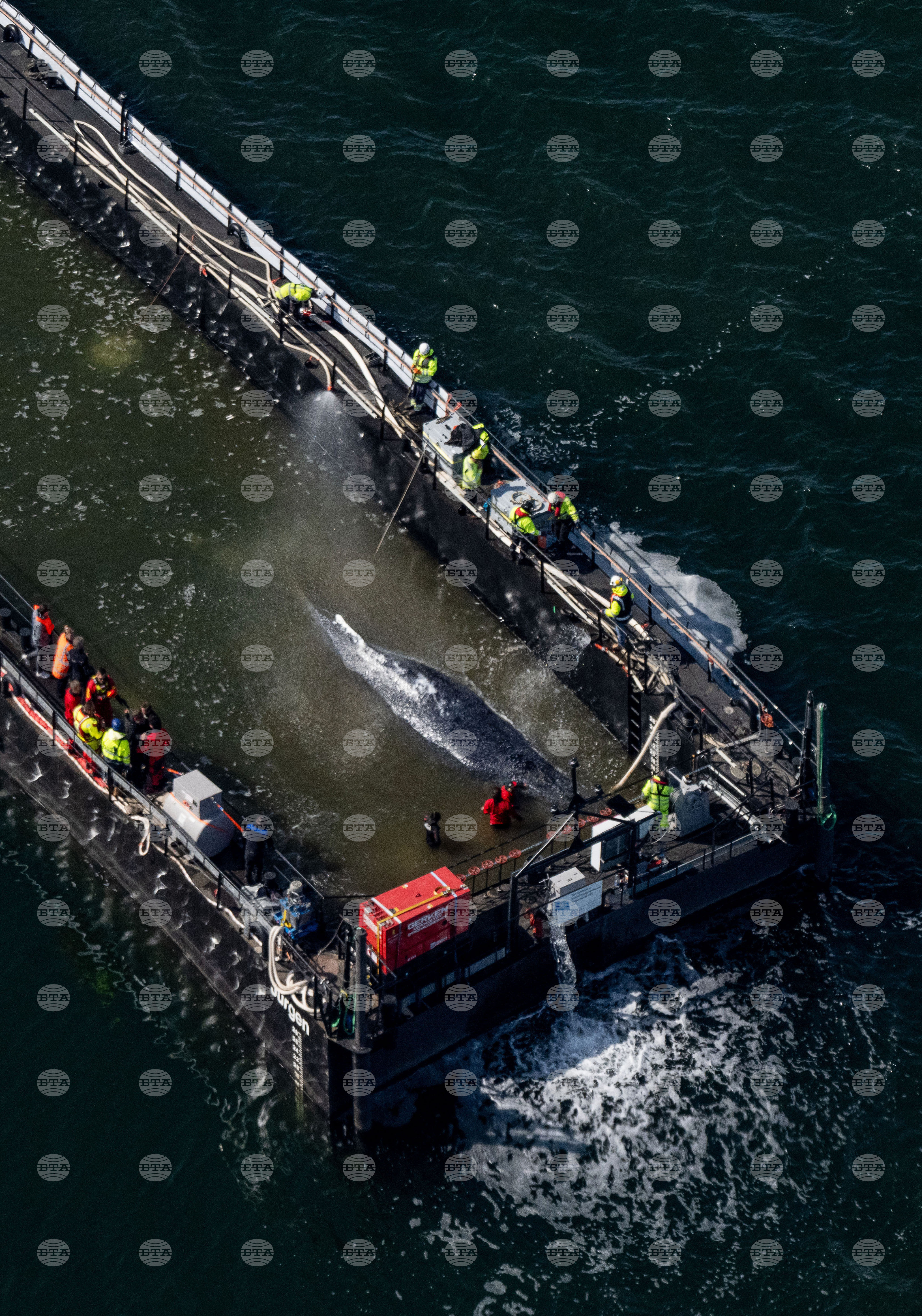 Germany Whale Rescue