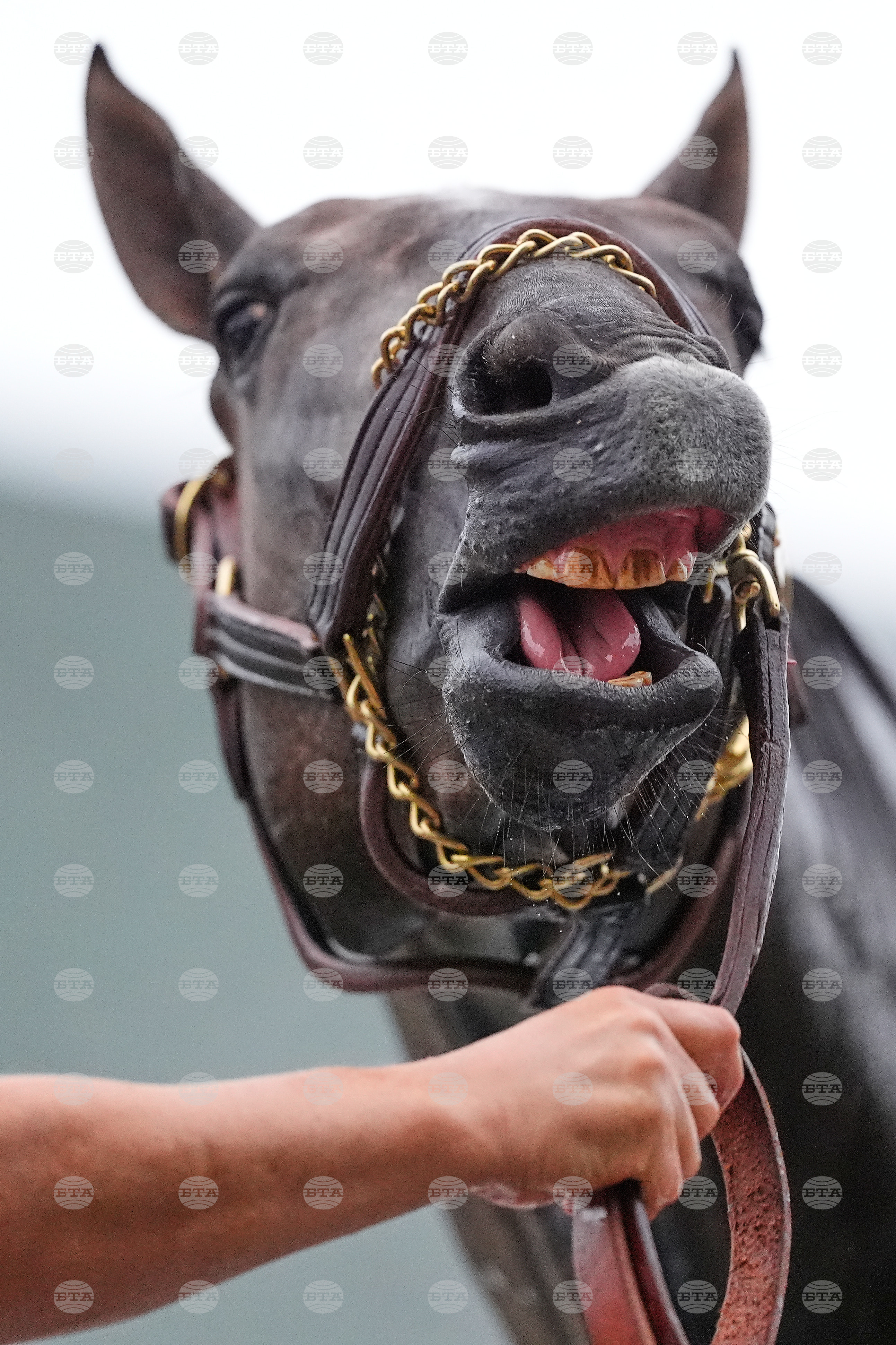 Kentucky Derby Horse Racing