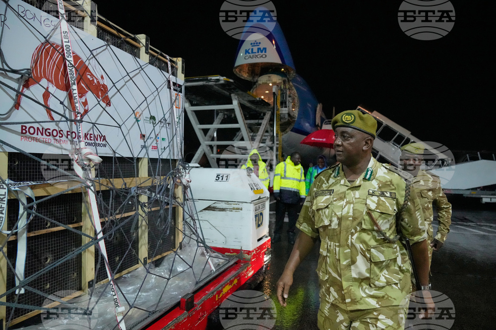Kenya Mountain Bongos