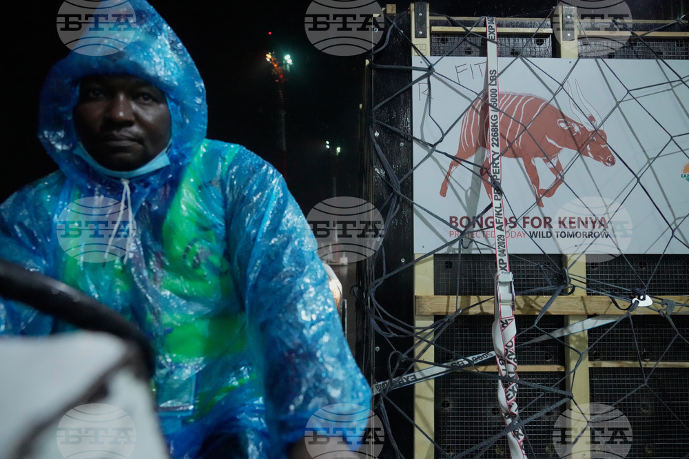 Kenya Mountain Bongos