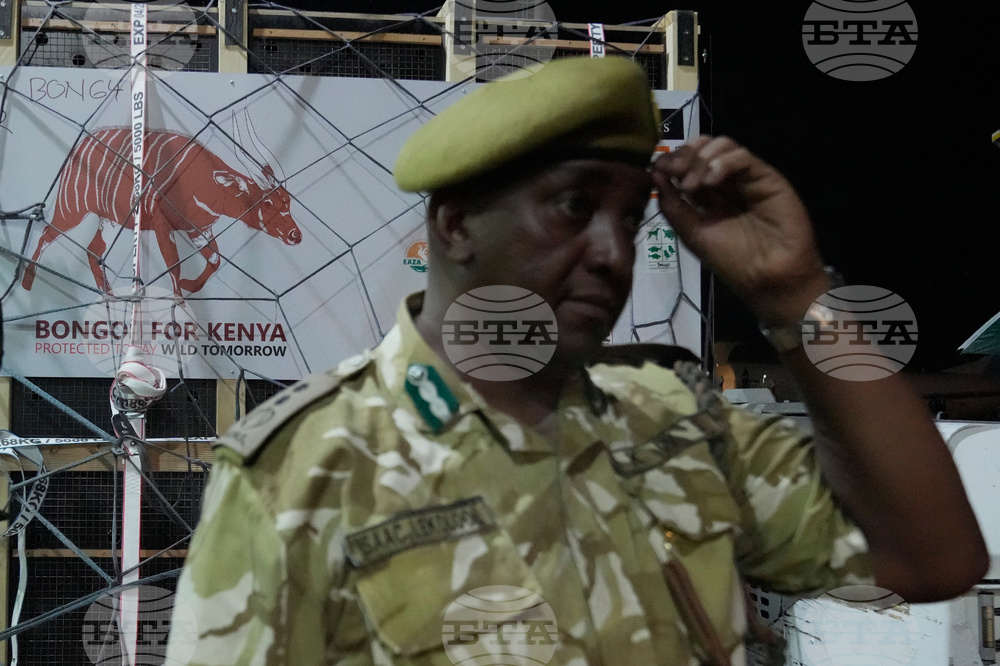 Kenya Mountain Bongos