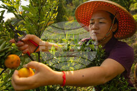 Thailand Rare Earth Photo Gallery