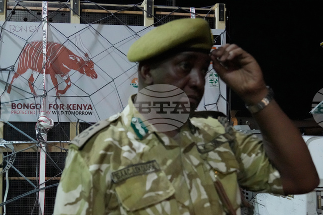 CORRECTION Kenya Mountain Bongos